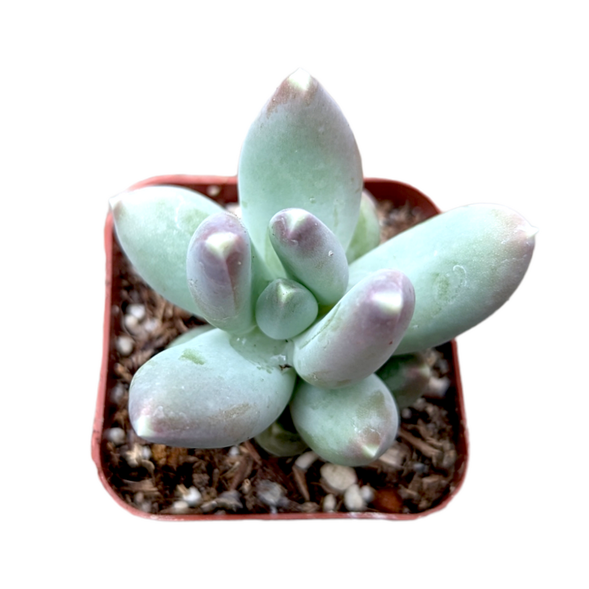 Pachyphytum 'Moon Silver' succulent in potting mix.