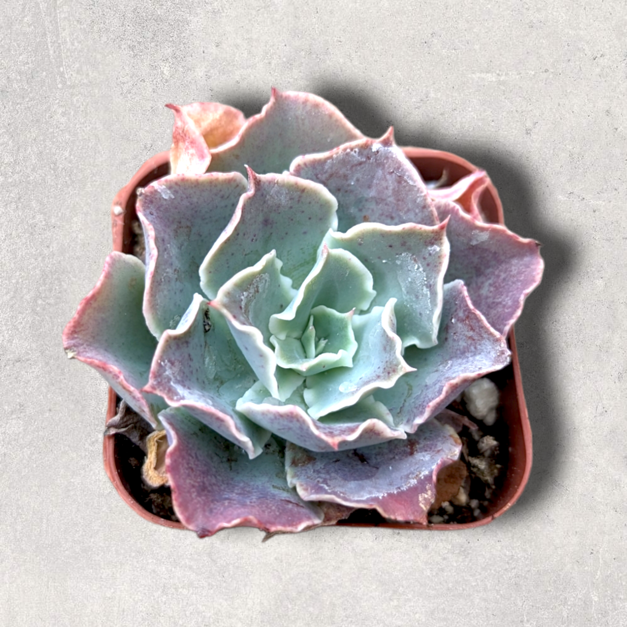 Echeveria 'Domingo'