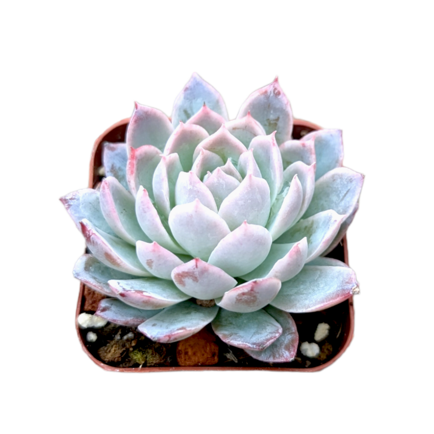 Echeveria 'Violet Queen' succulent with pink-tipped leaves.