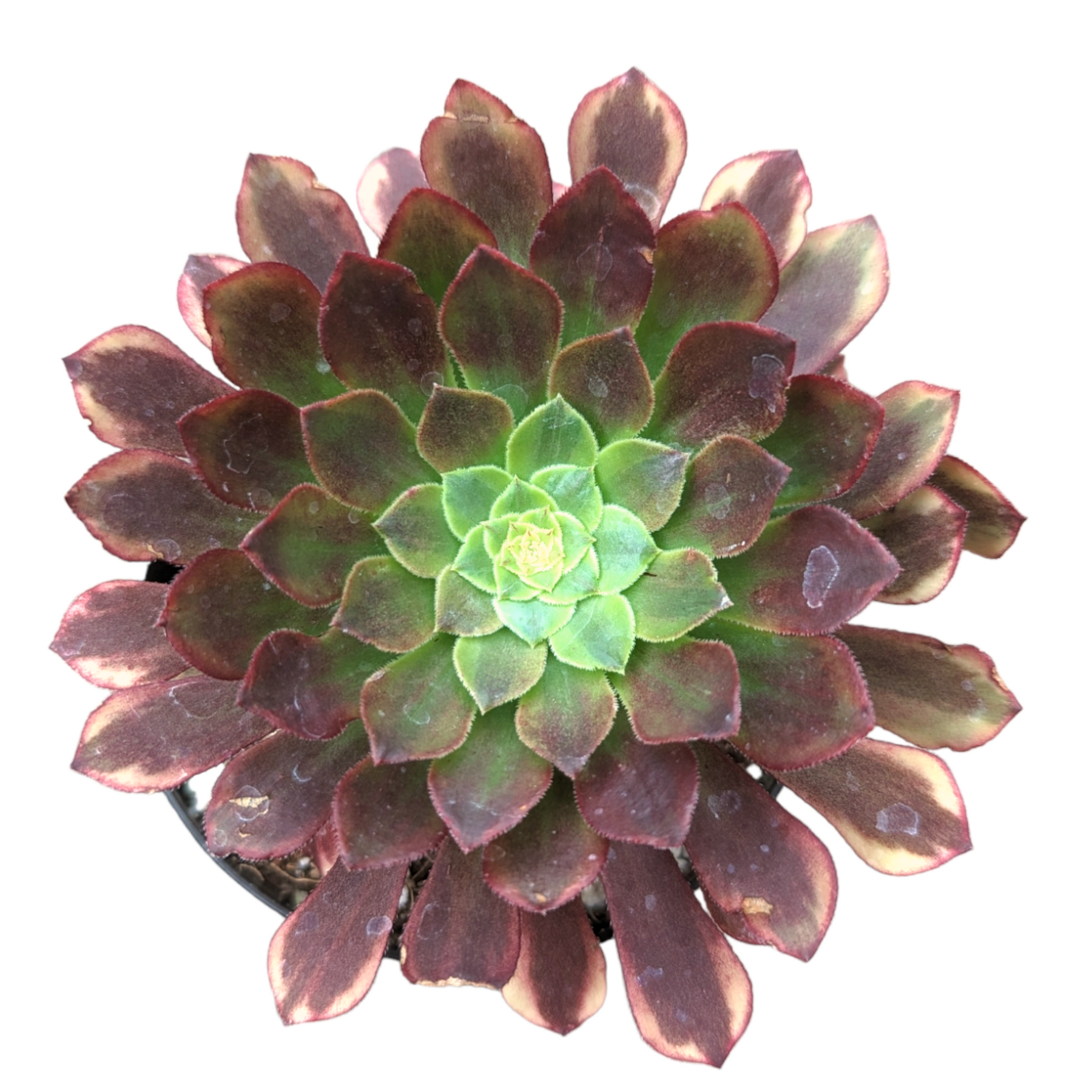 Aeonium 'Fiesta' succulent with spoon-shaped leaves in green, red, and burgundy, forming a rosette up to 21 cm wide.