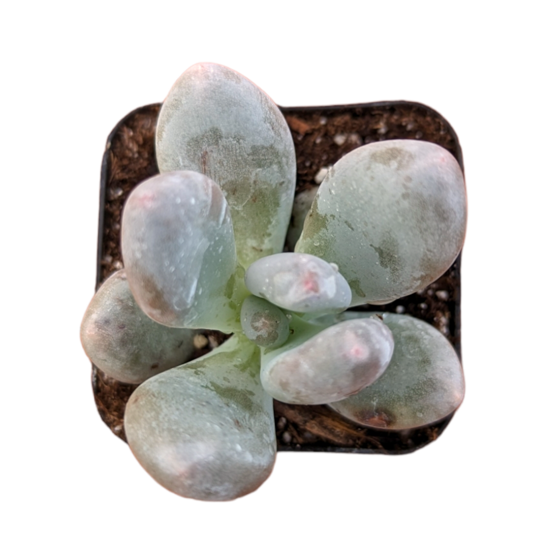 Pachyphytum oviferum - Pink Moonstone - Succulents Depot