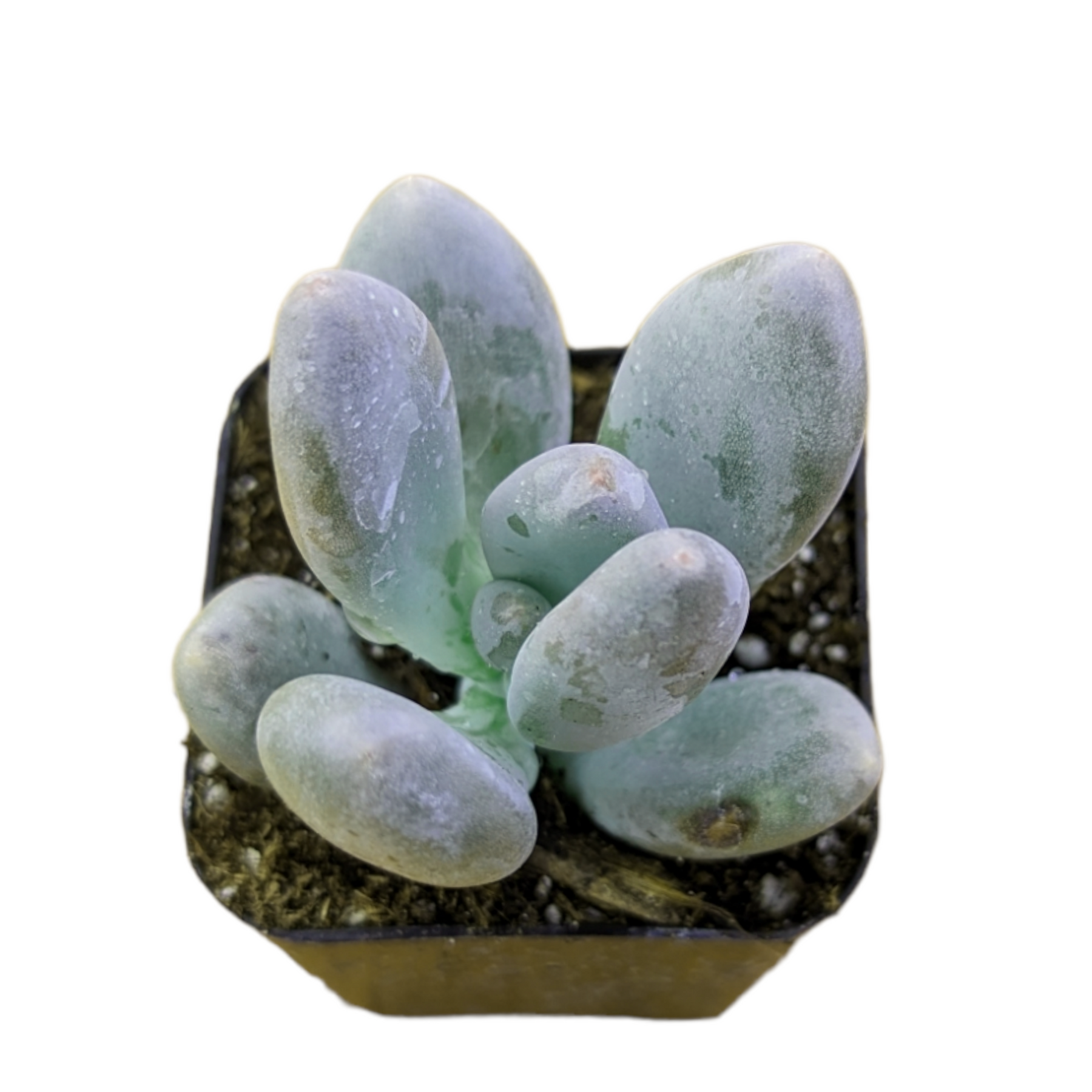 Pachyphytum oviferum - Pink Moonstone - Succulents Depot