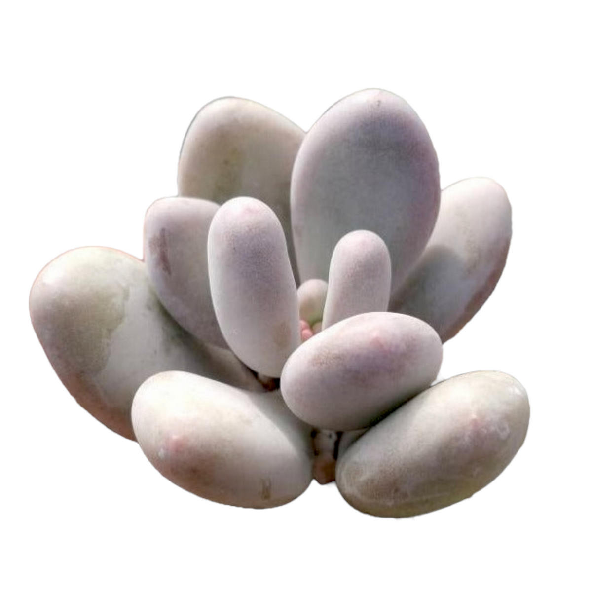 Pachyphytum oviferum - Pink Moonstone succulent with thick, fleshy leaves.