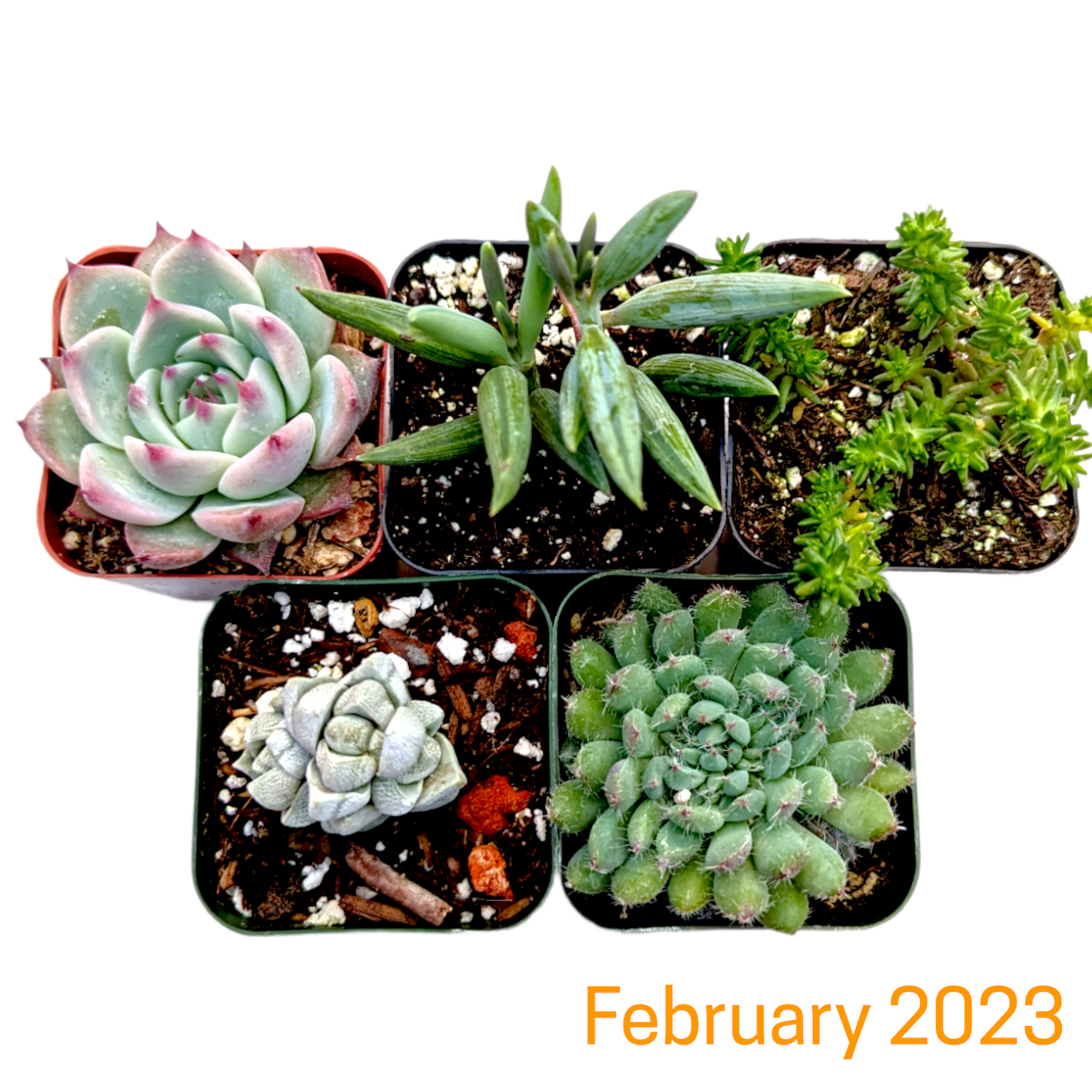 Monthly Subscription Box