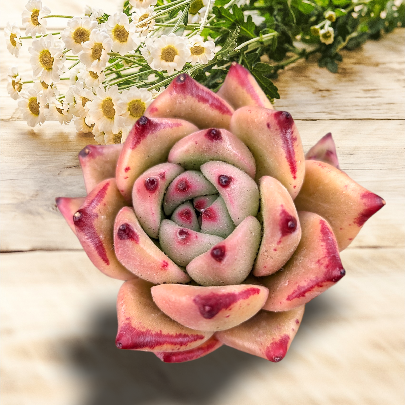 hot pink succulent Echeveria Honey Pink -
