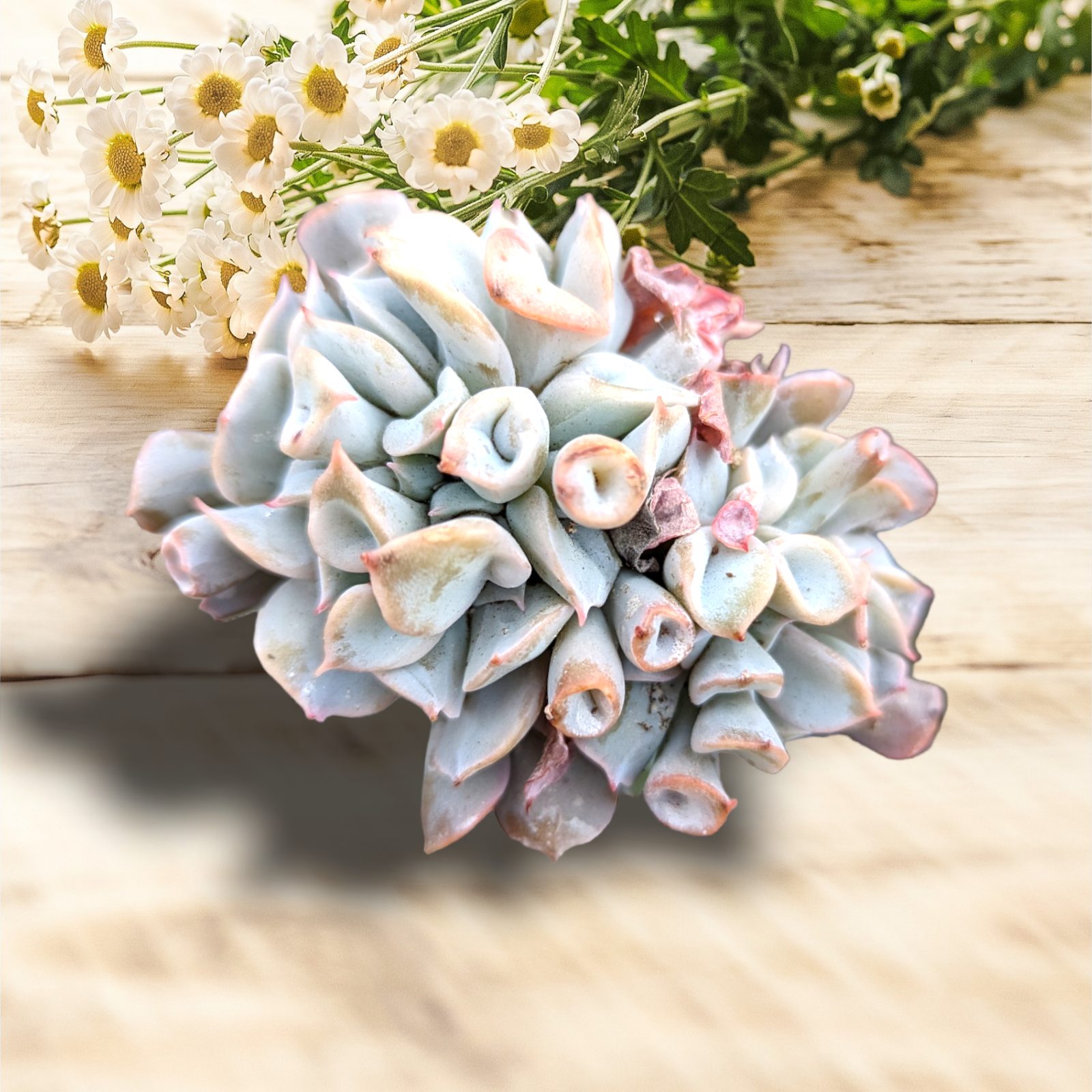 trumpet succulent Echeveria Trumpet Pinky