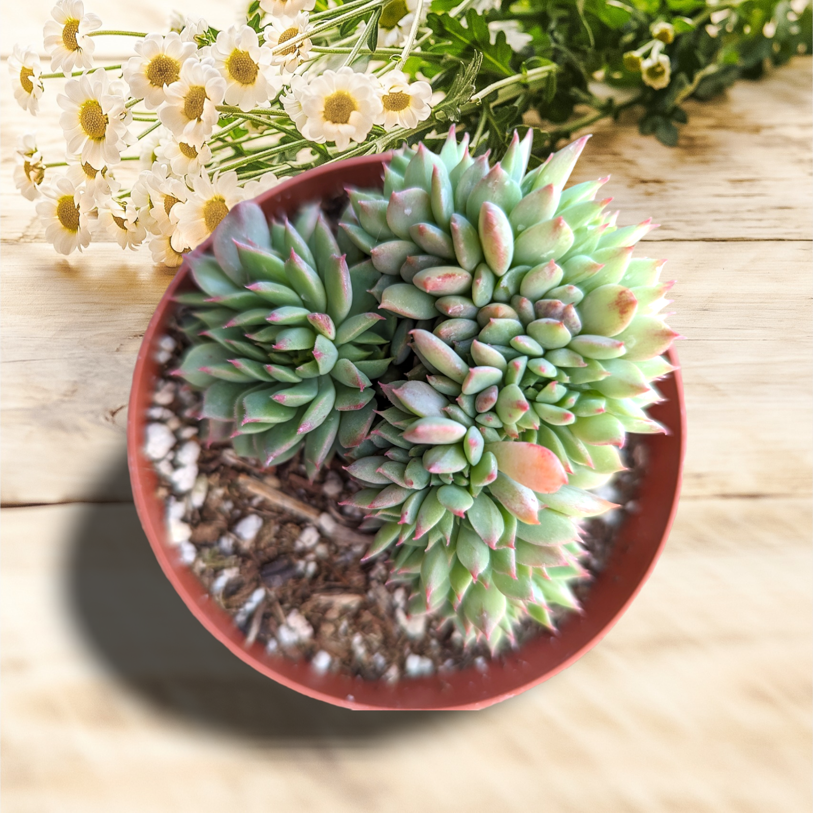 ramillette succulent Echeveria 'Ramillette' Crest
