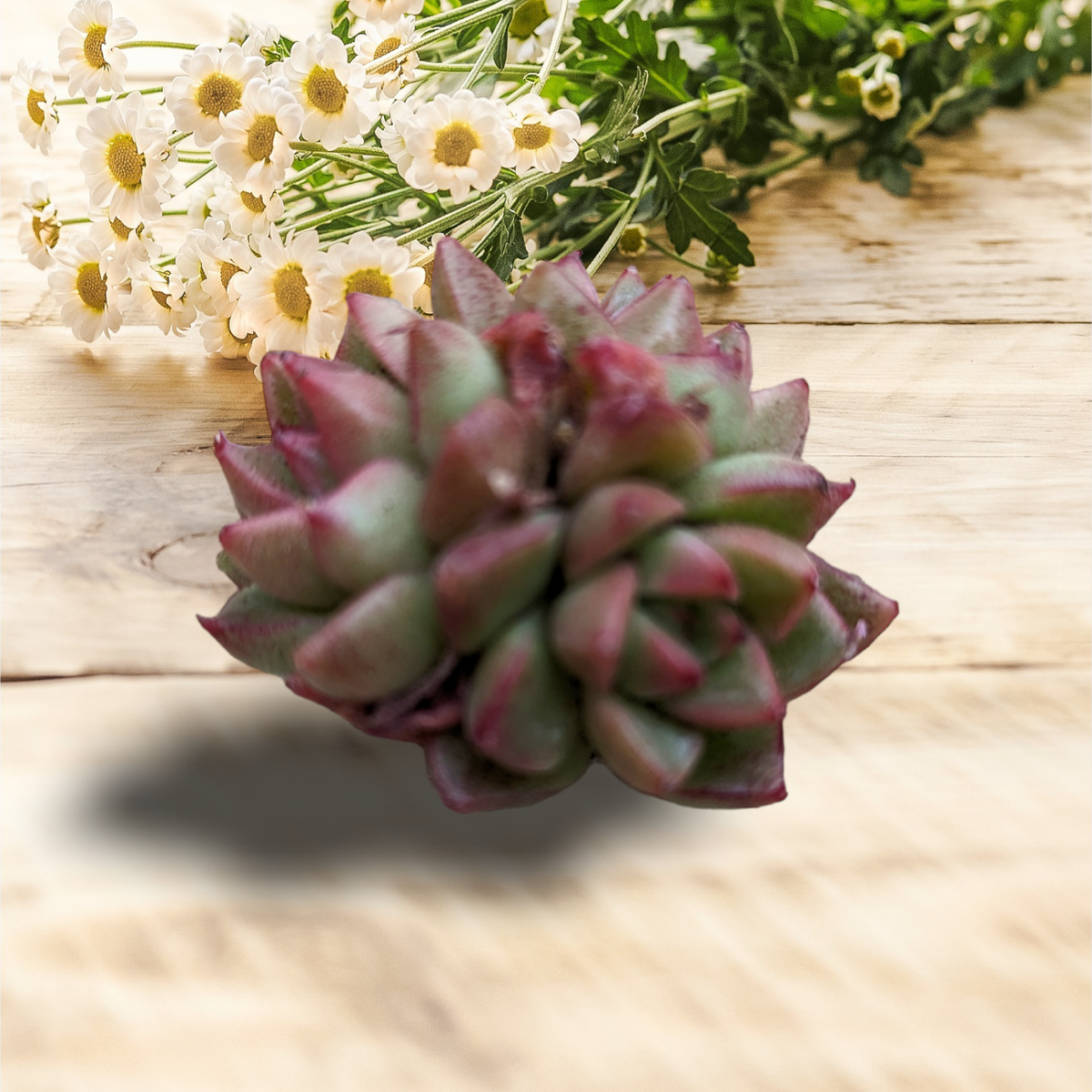 Echeveria Dream Queen succulent with daisy-like flowers behind.