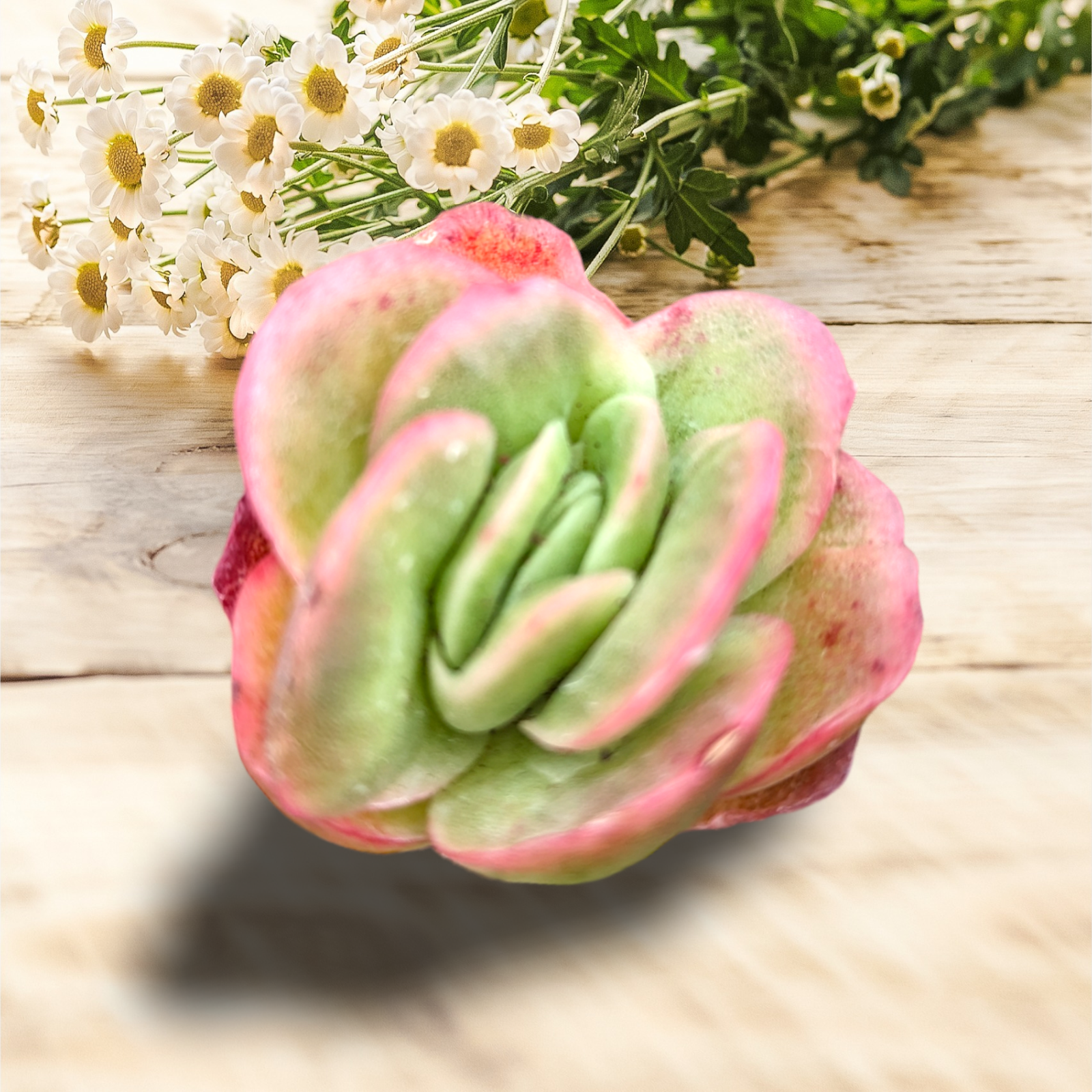 ice rose succulent Echeveria Ice Rose Variegated -