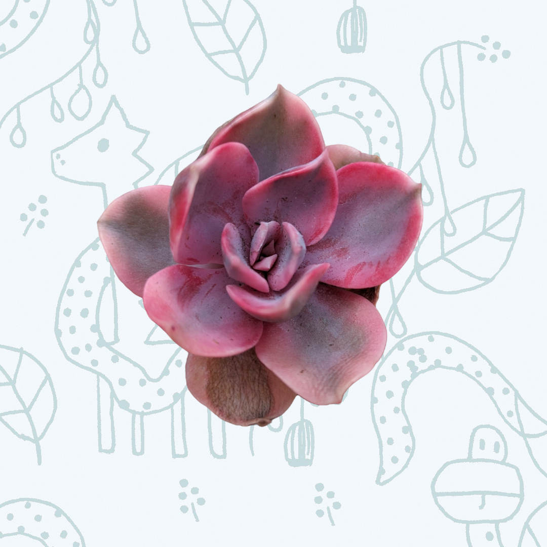 Echeveria Rainbow