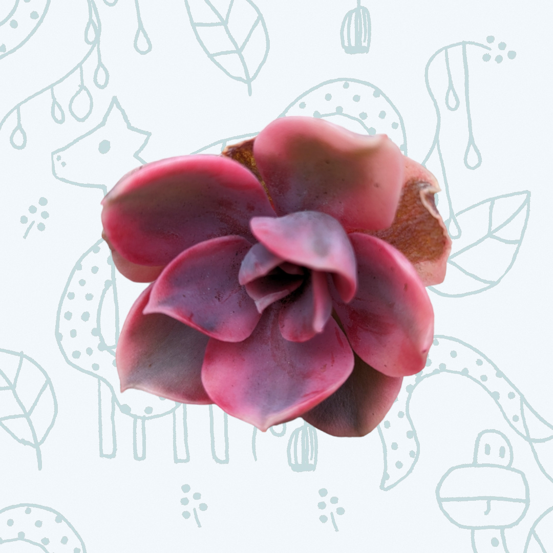 Echeveria Rainbow