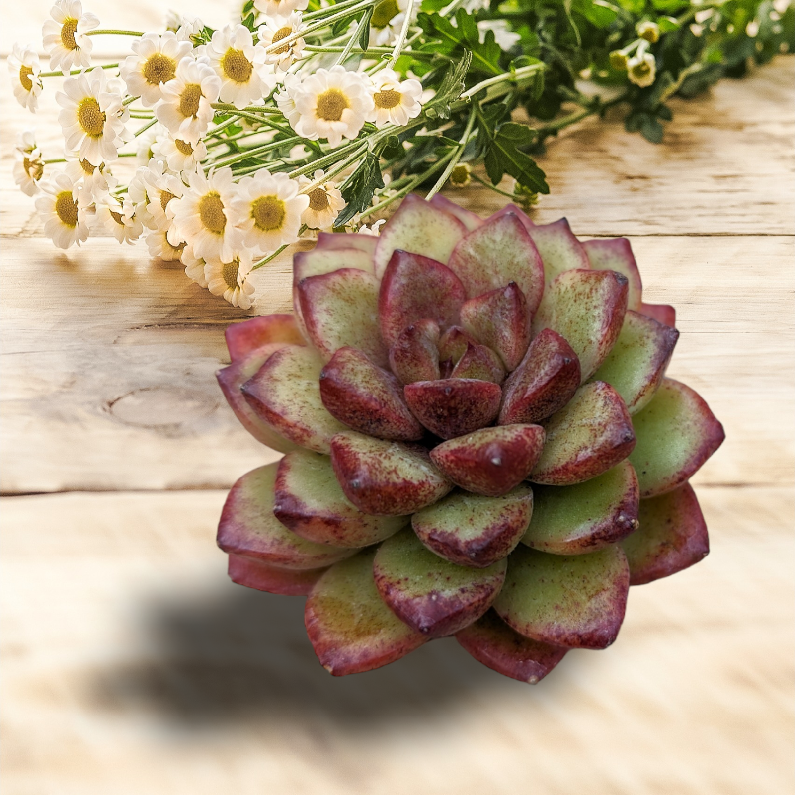 reddish succulent plants Echeveria Diamond Rose