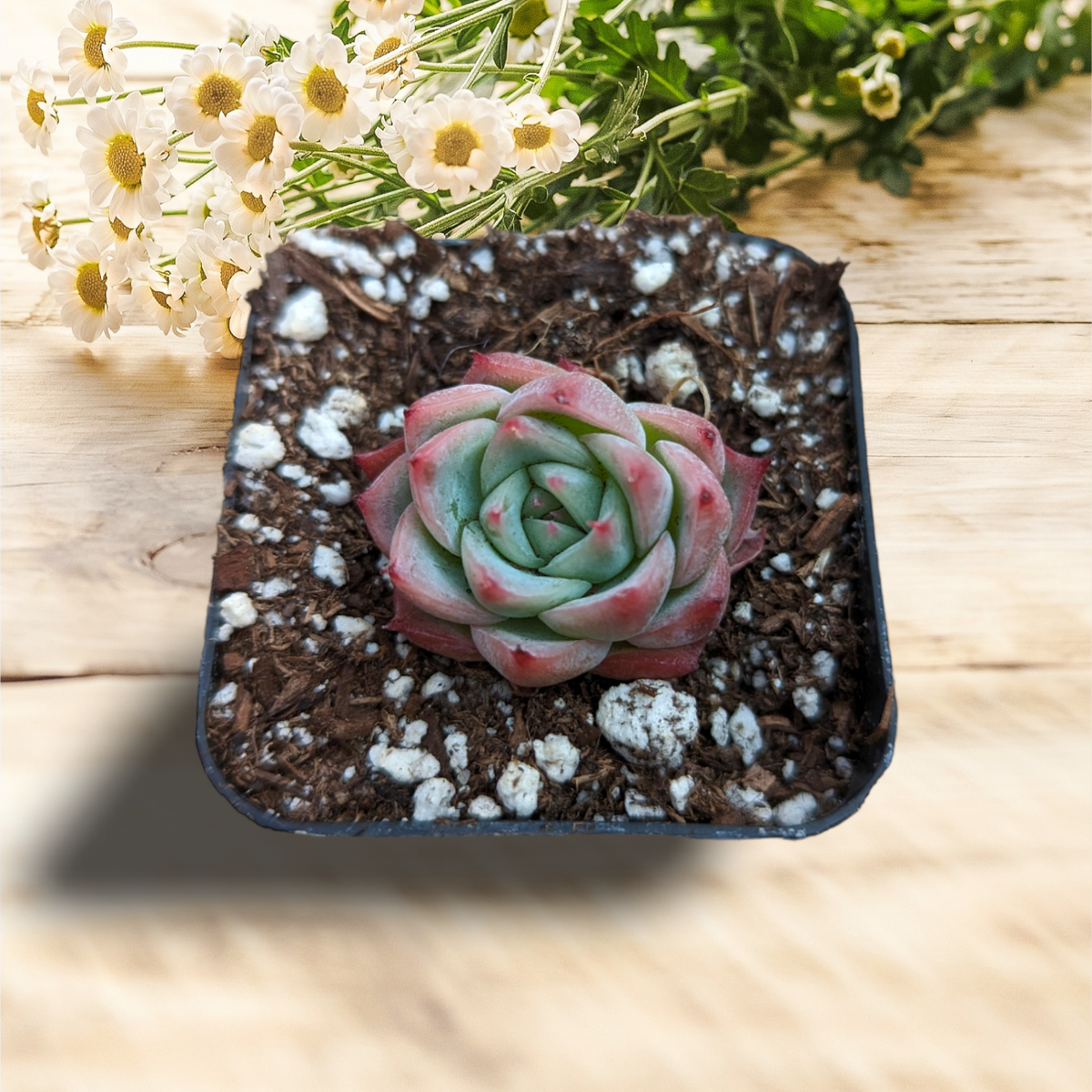 Echeveria 'Pink Crystal' in potting mix with daisies.