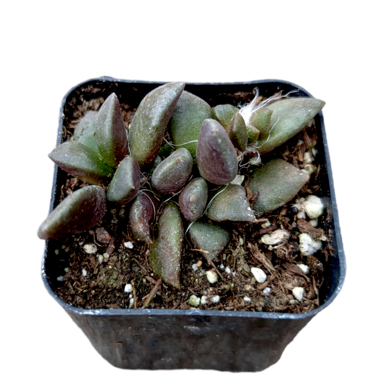 Anacampseros telephiastrum Burgundy succulent in nursery pot.