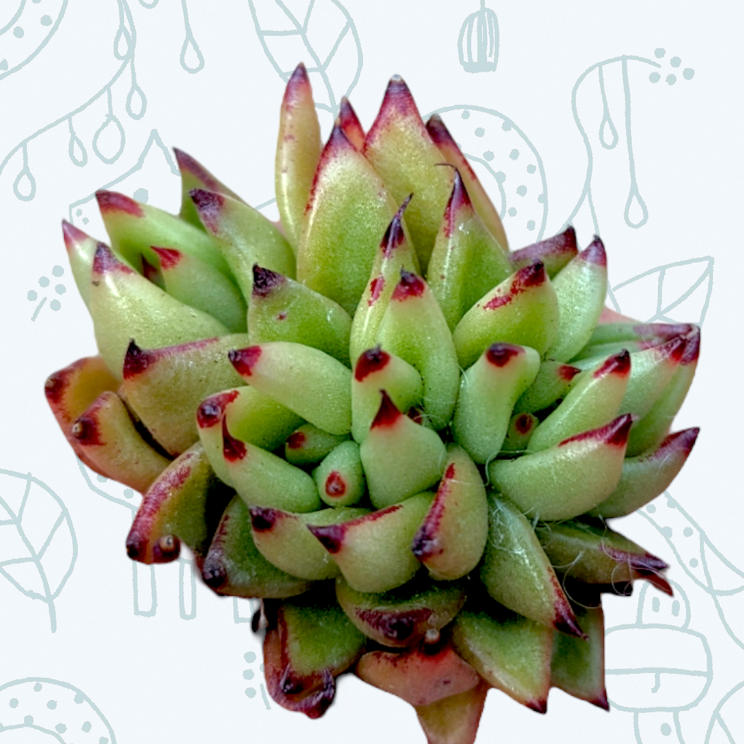 Echeveria agavoides 'Ebony' Crest