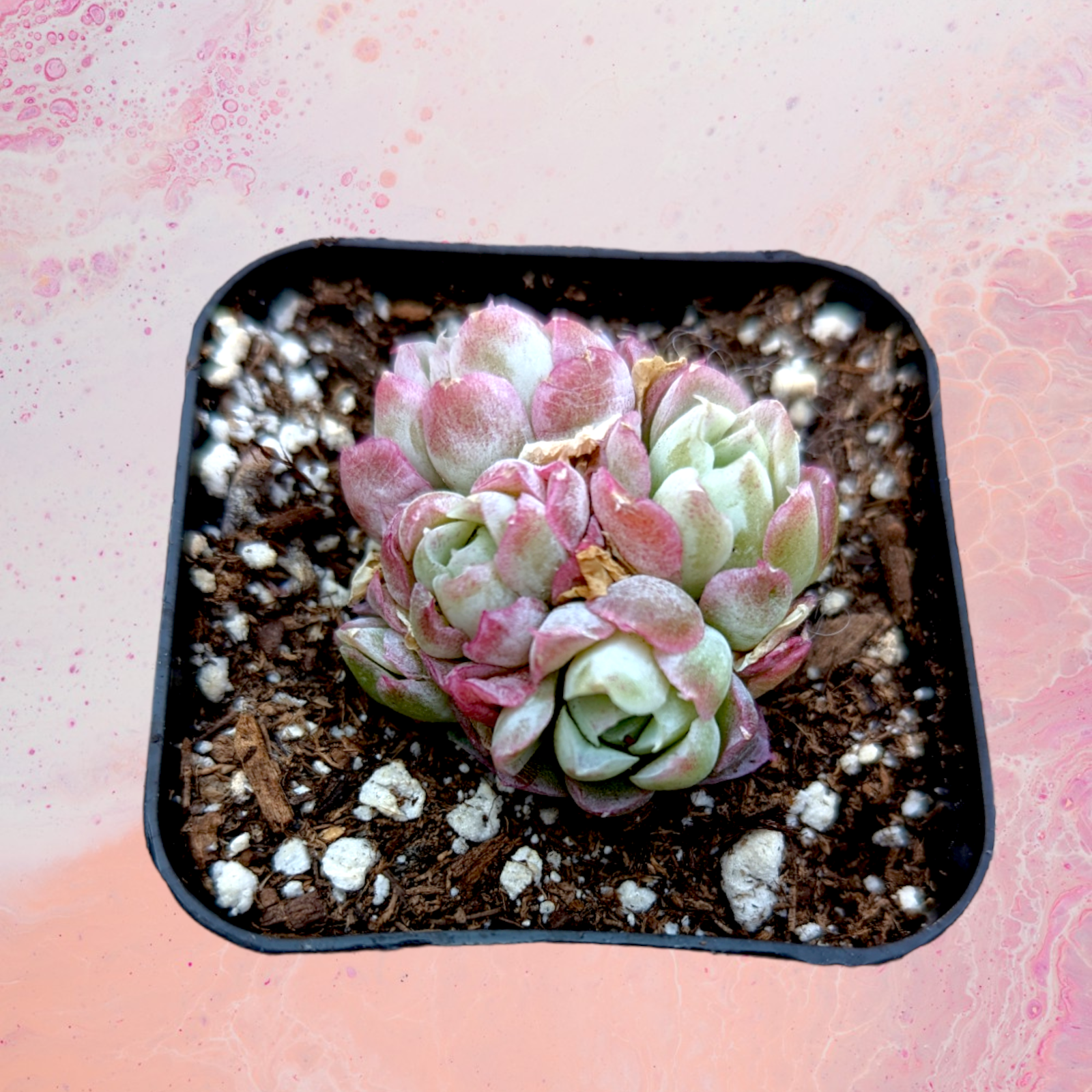 moon flower succulent Echeveria Rose Moon
