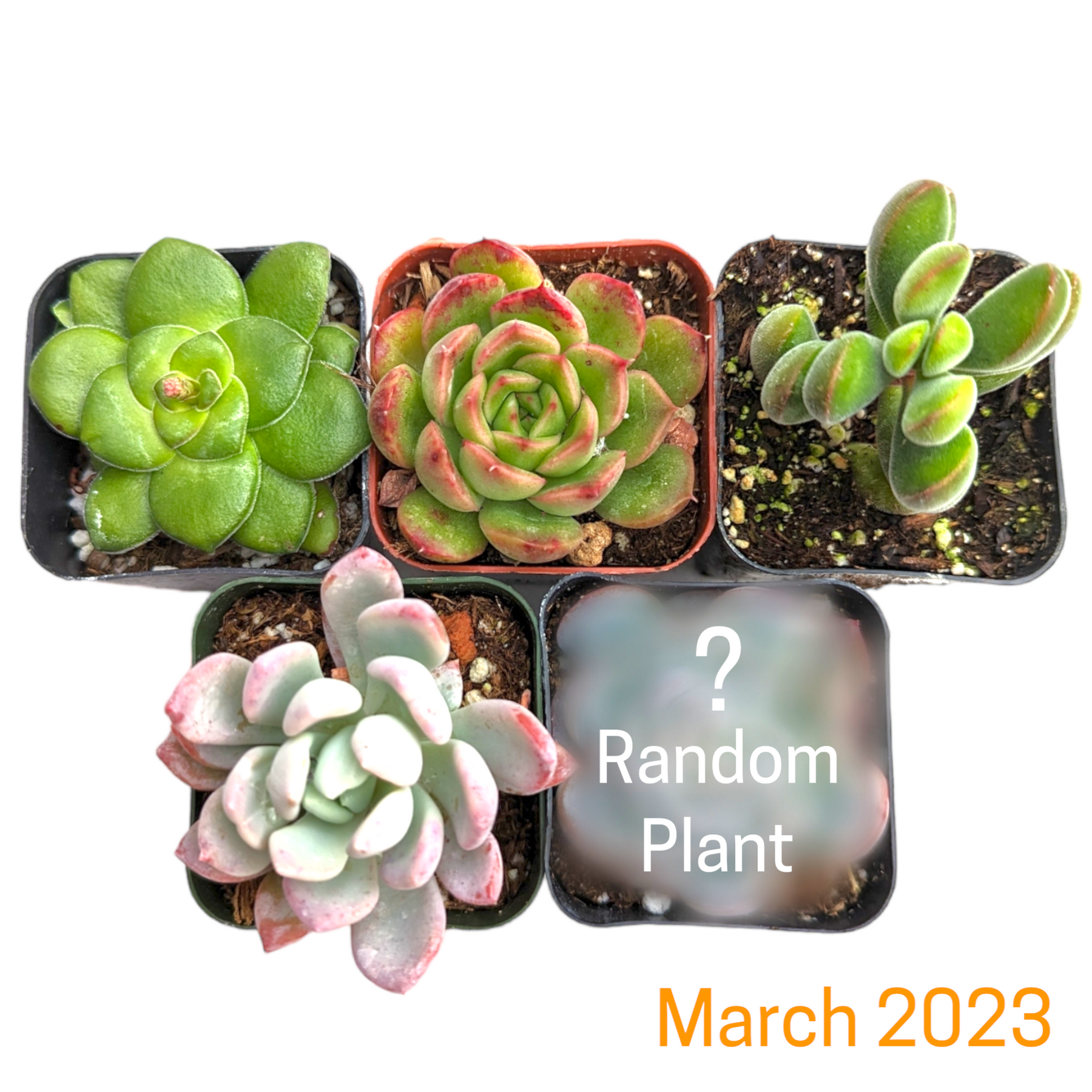 Monthly Subscription Box