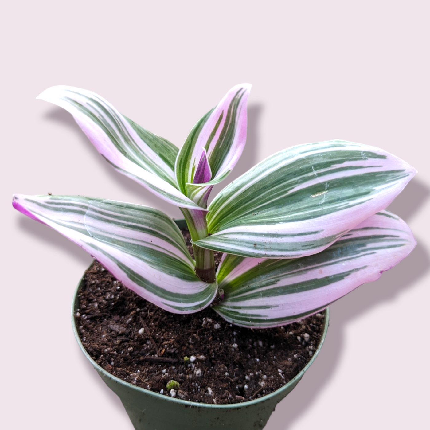 Tradescantia 'Nanouk' Pink Wandering Dude plant with variegated leaves.