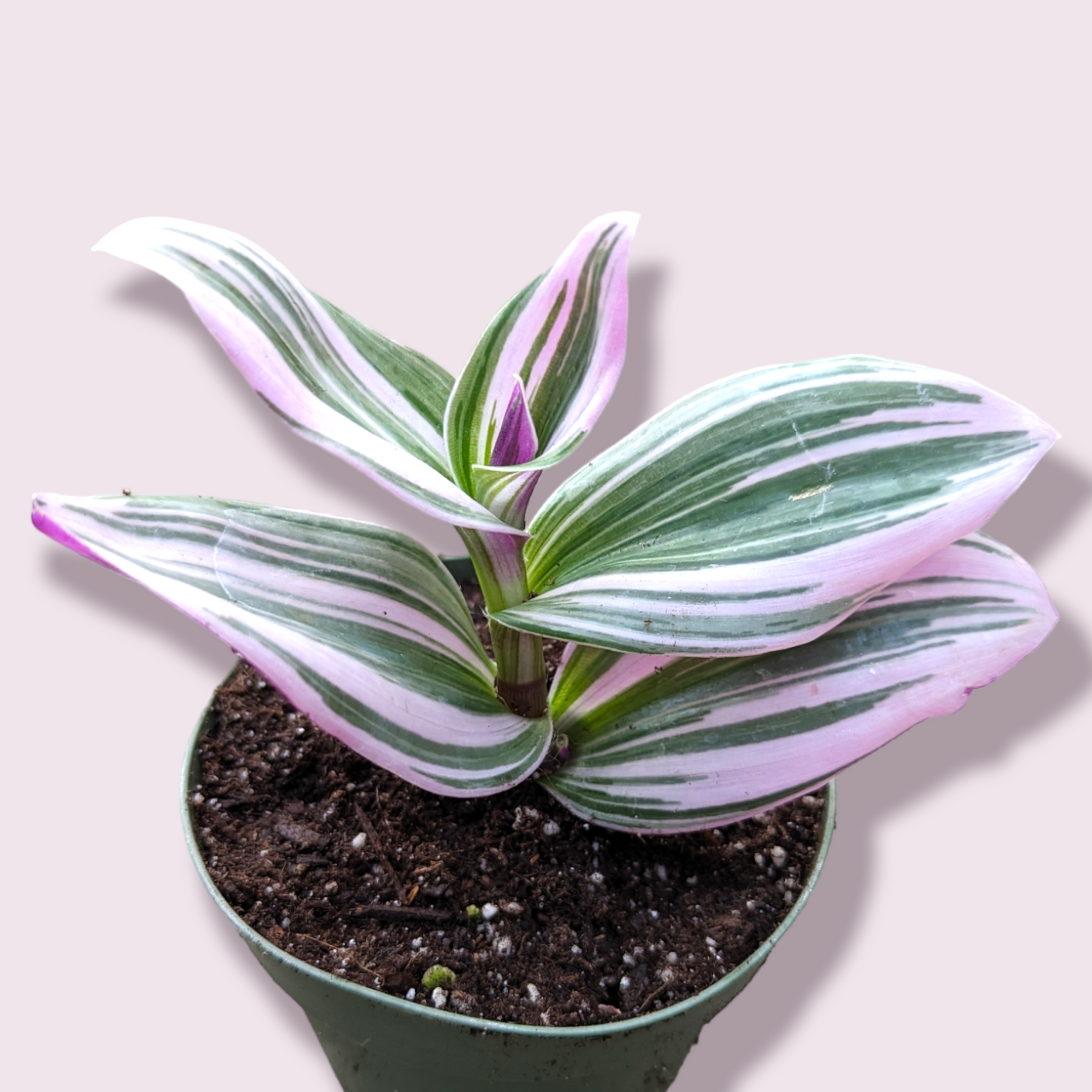 Tradescantia 'Nanouk' Pink Wandering Dude