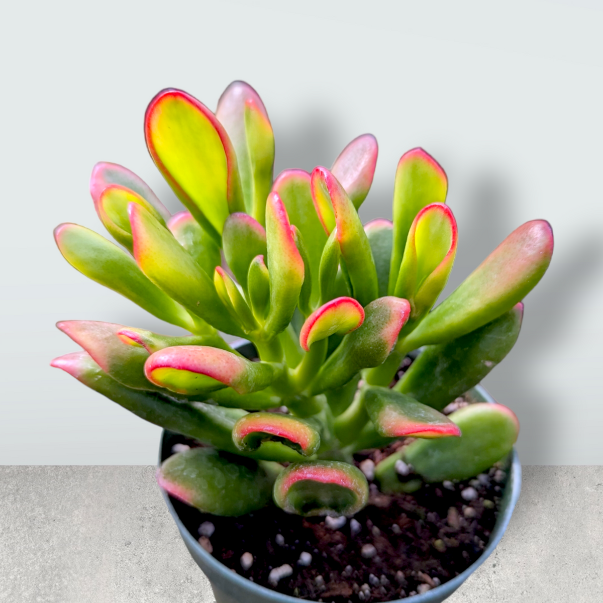 Crassula ovata Variegated 'ET's Fingers' Jade