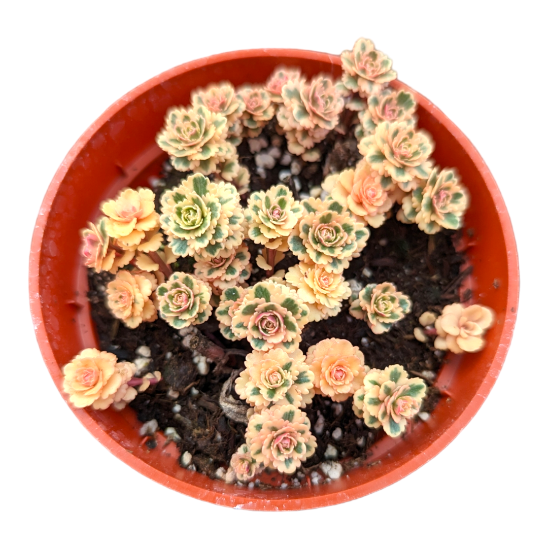 Sedum takesimense Atlantis™ Variegated