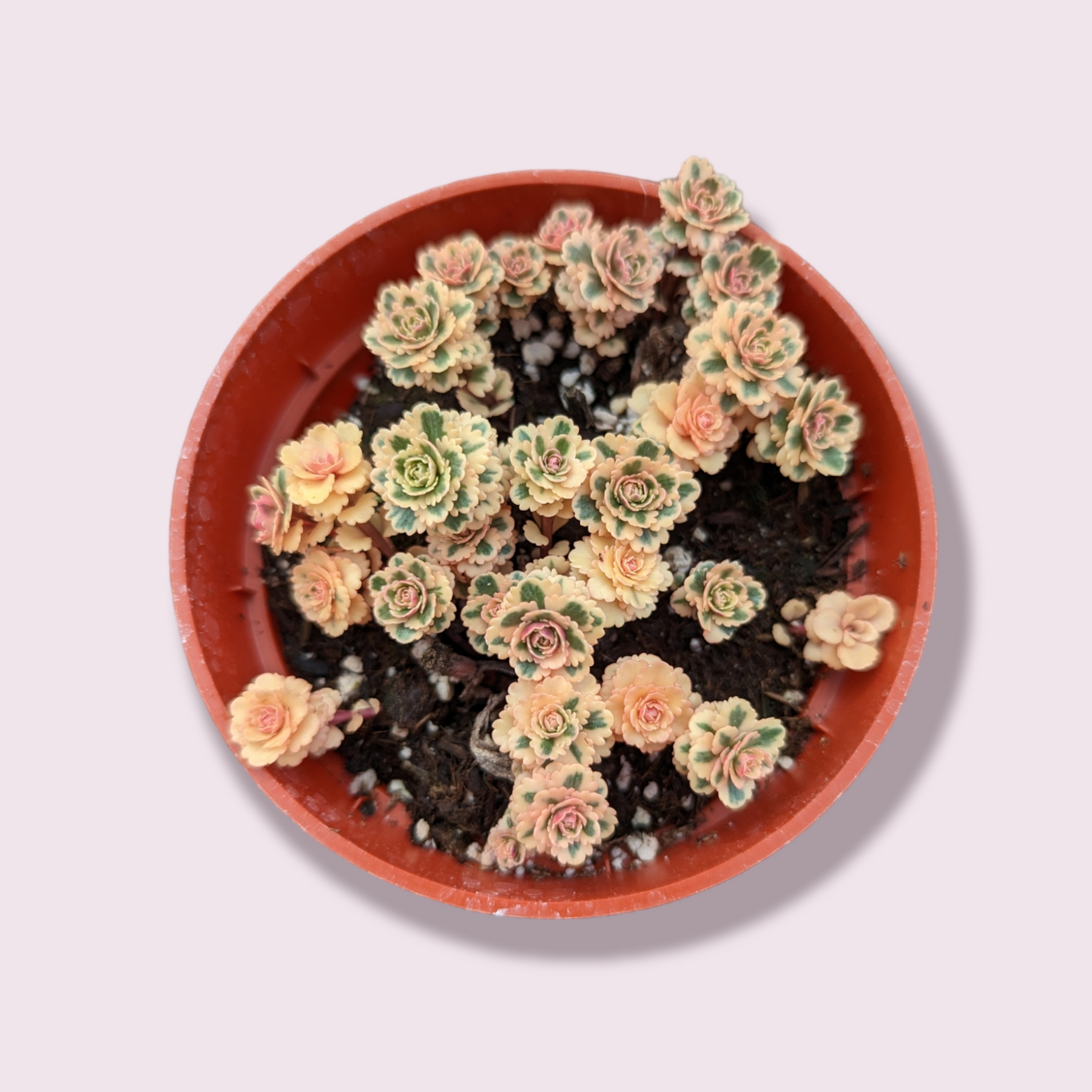 Sedum takesimense Atlantis™ Variegated