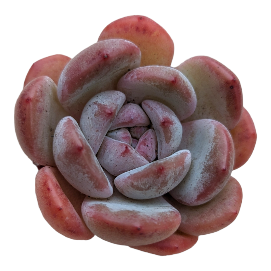 succulent with pink tinged leaves Echeveria Orange Monroe