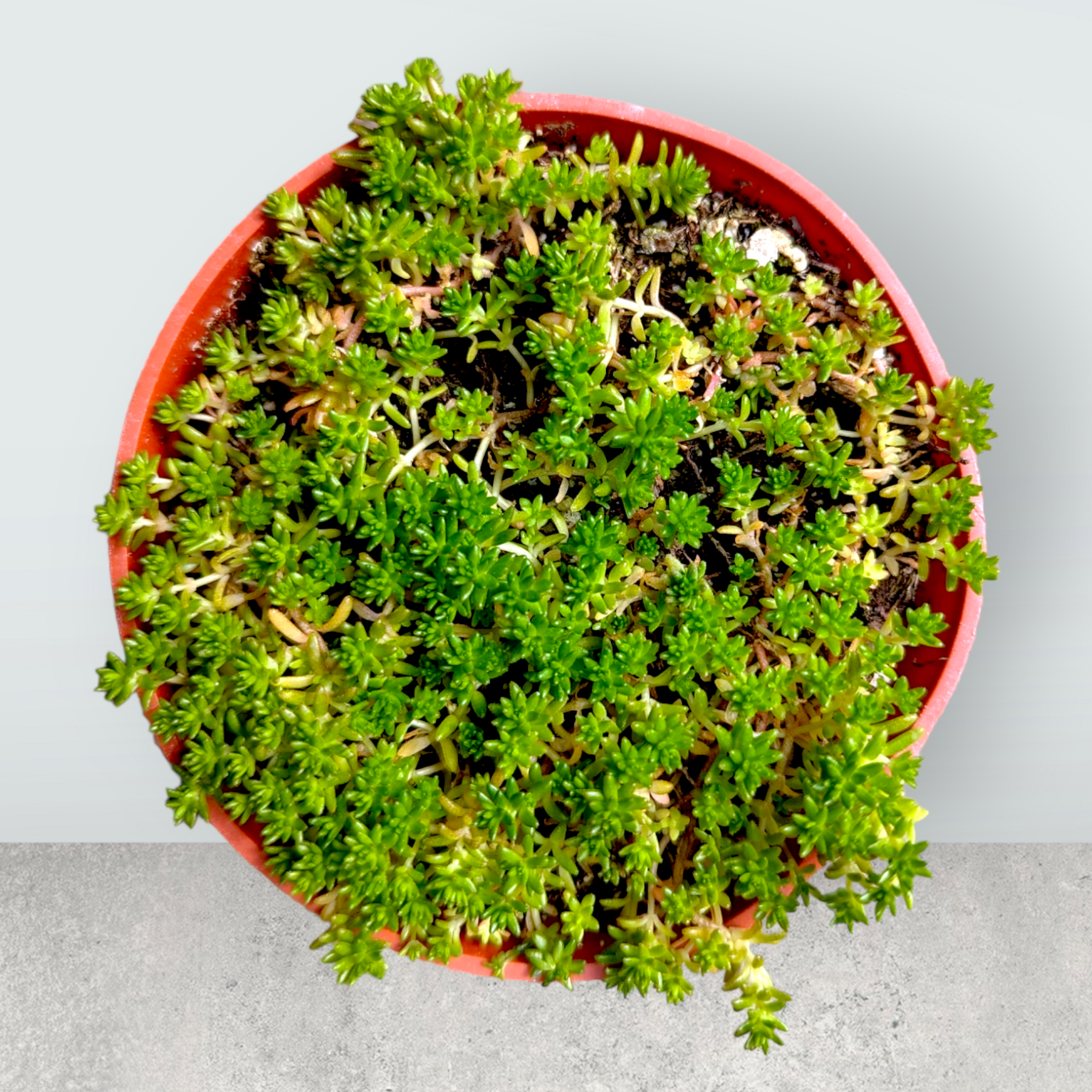 Sedum acre