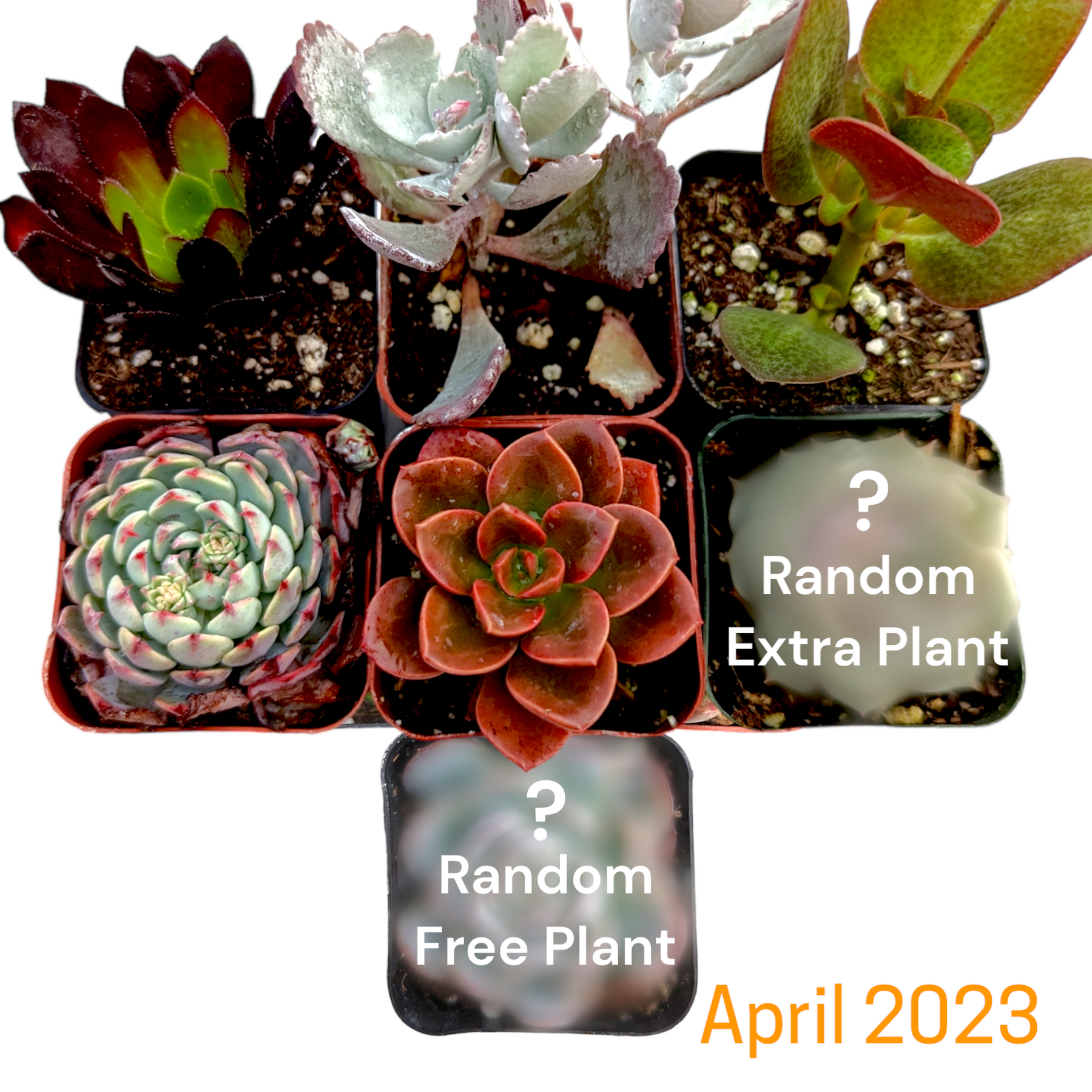 Monthly Subscription Box