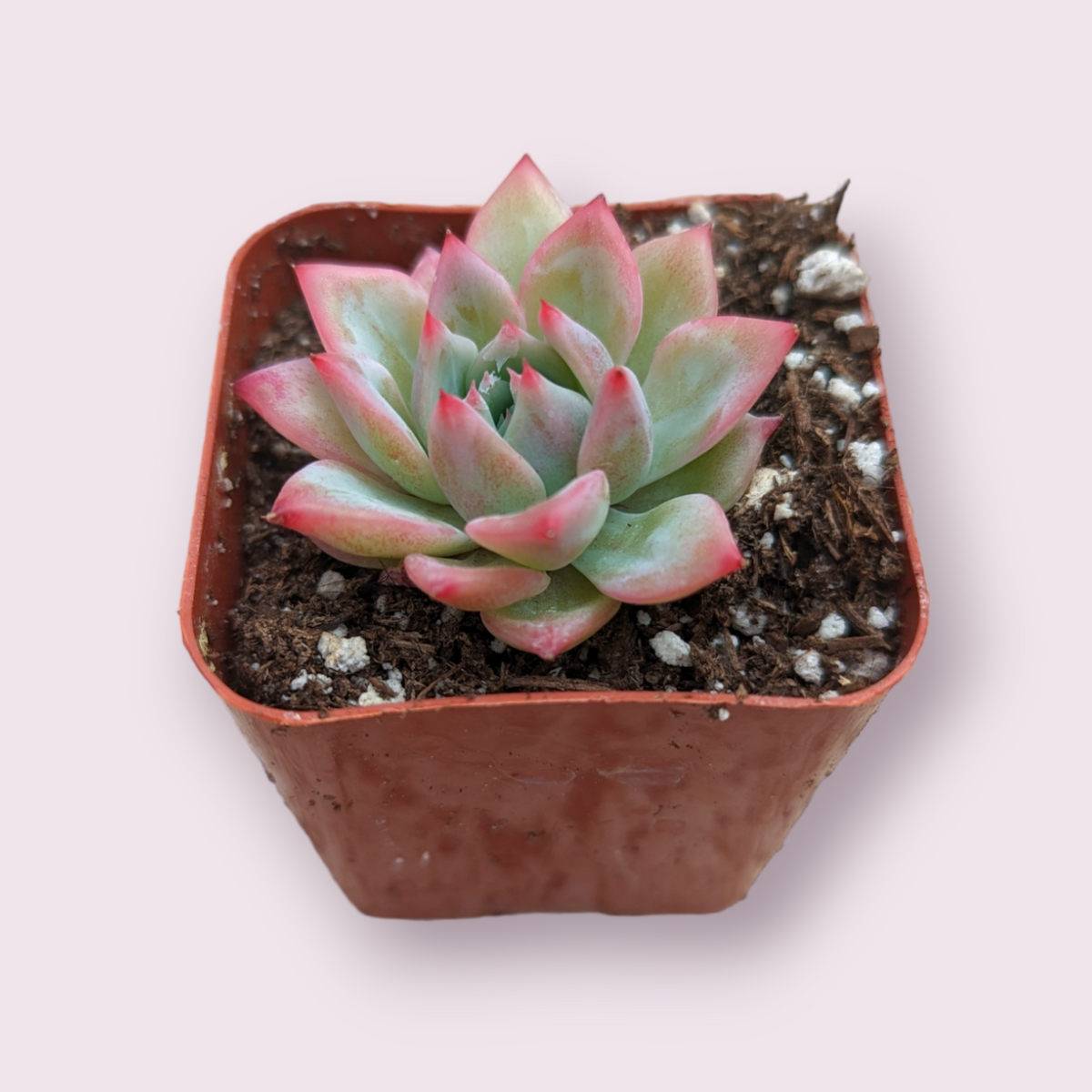 Echeveria AK Maria succulent in square nursery pot.