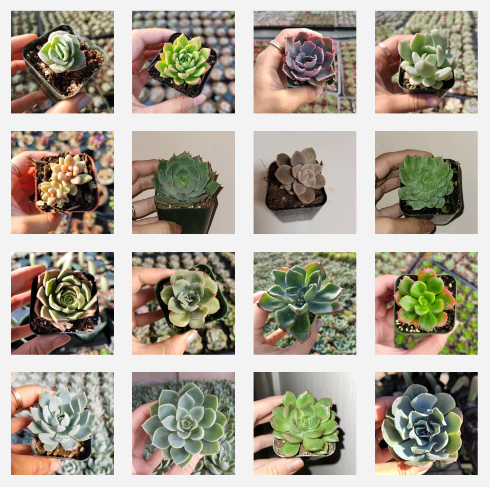 Echeveria Variety Pack -