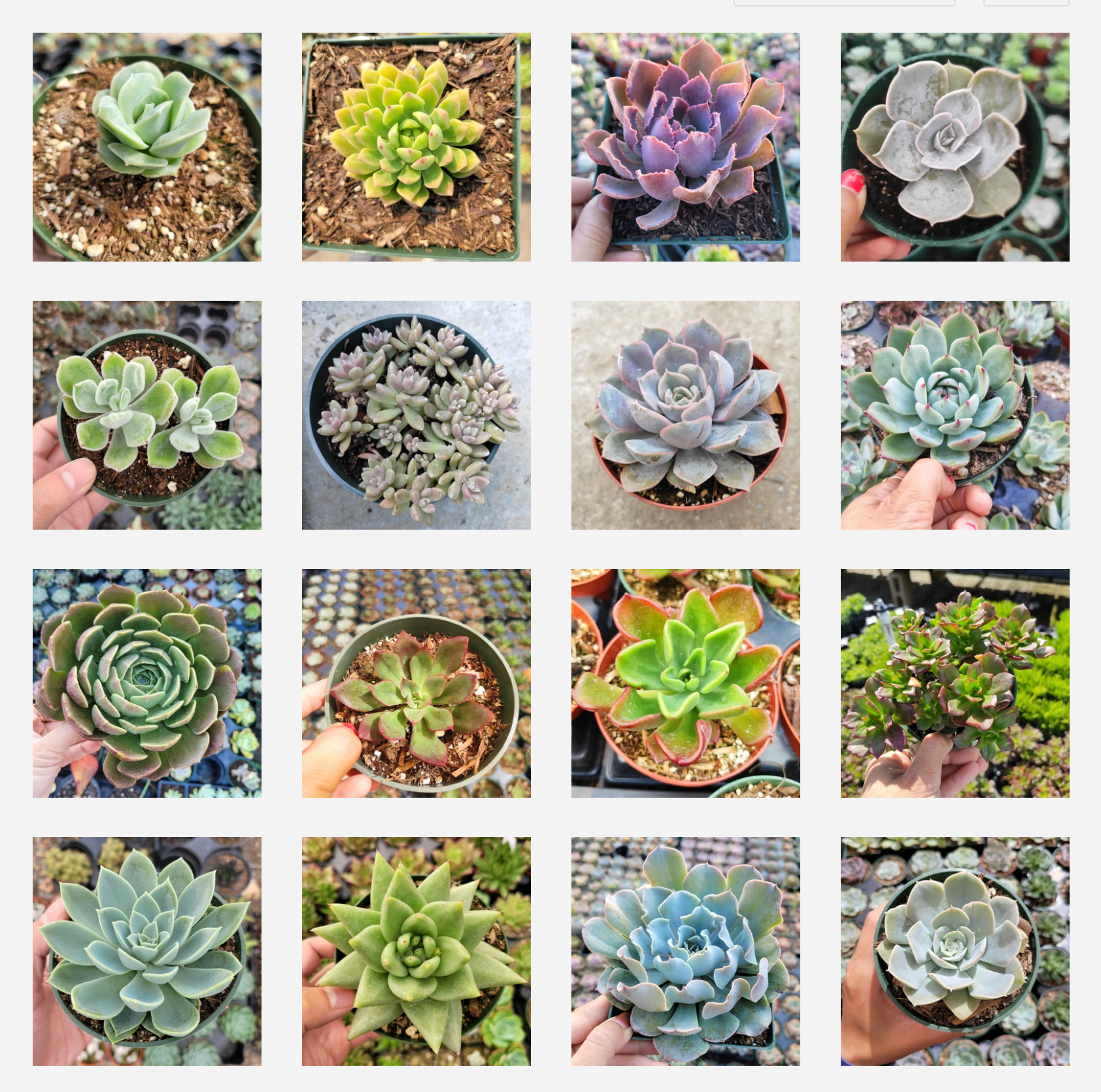 Assorted Succulent Set Shown in 4 Pots, diverse rosette varieties.
