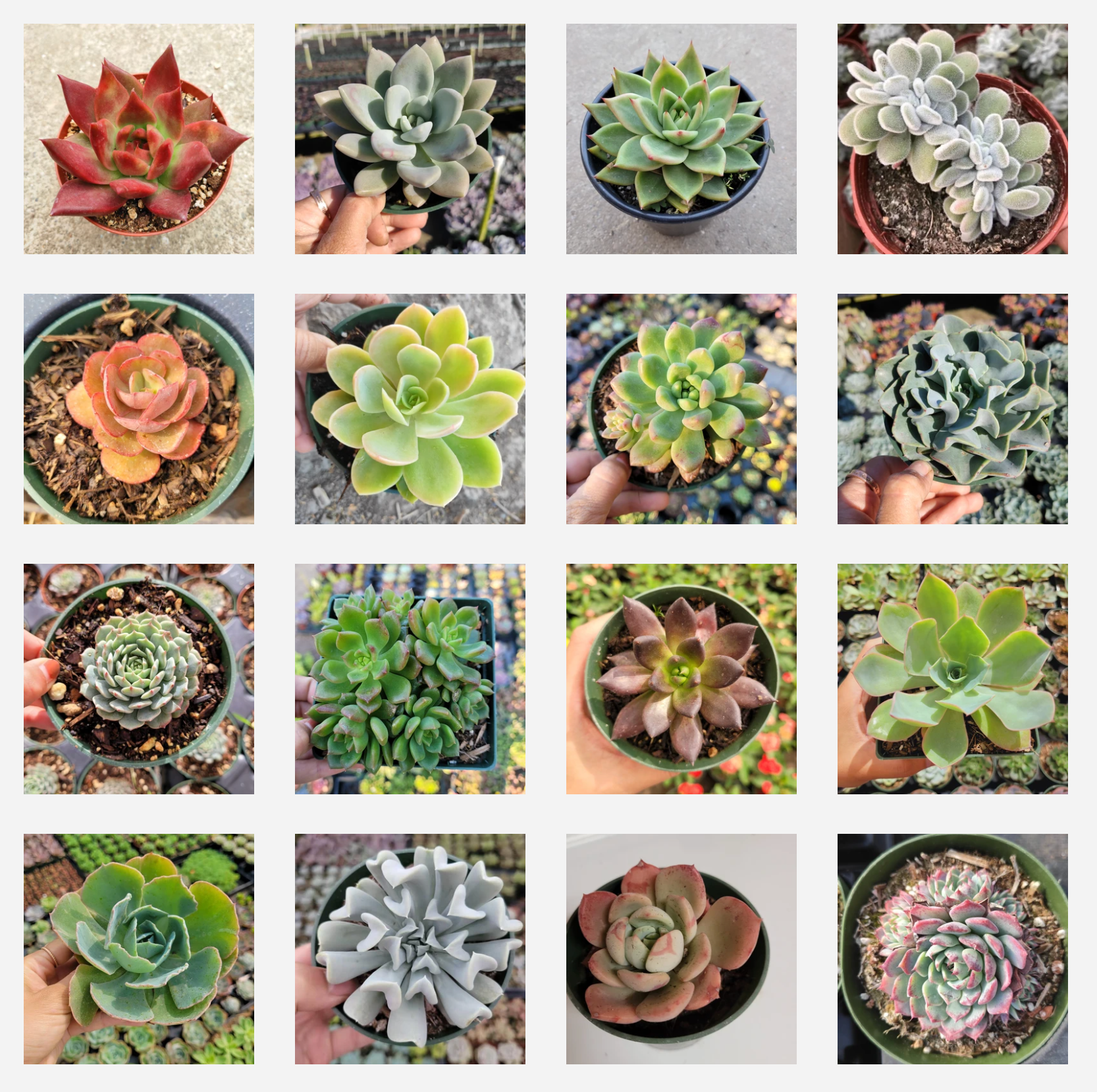 Echeveria Variety Pack