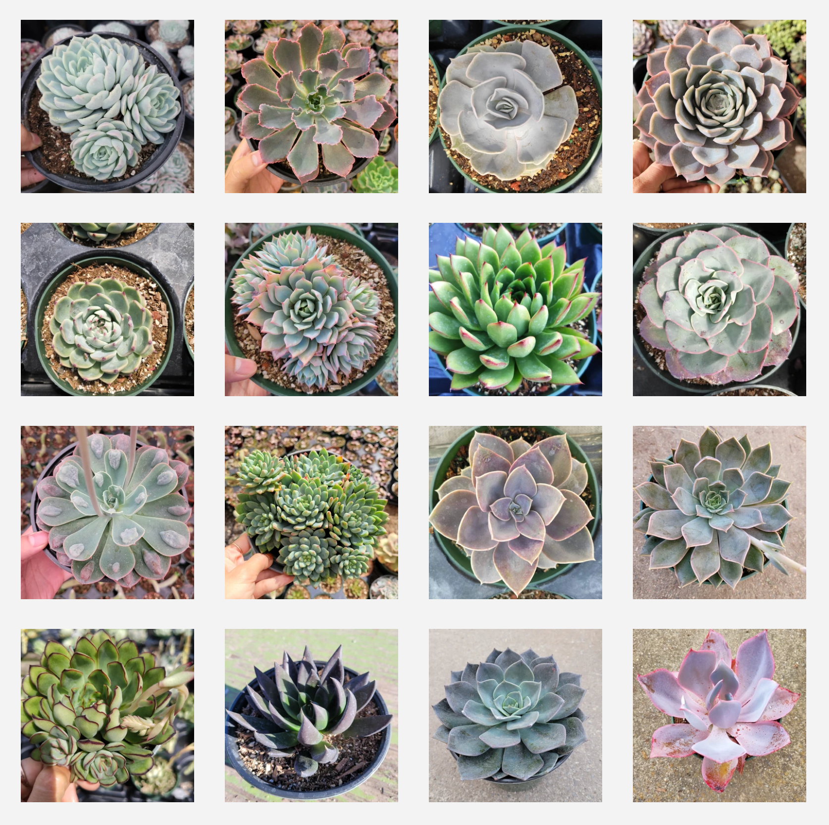 Echeveria Variety Pack