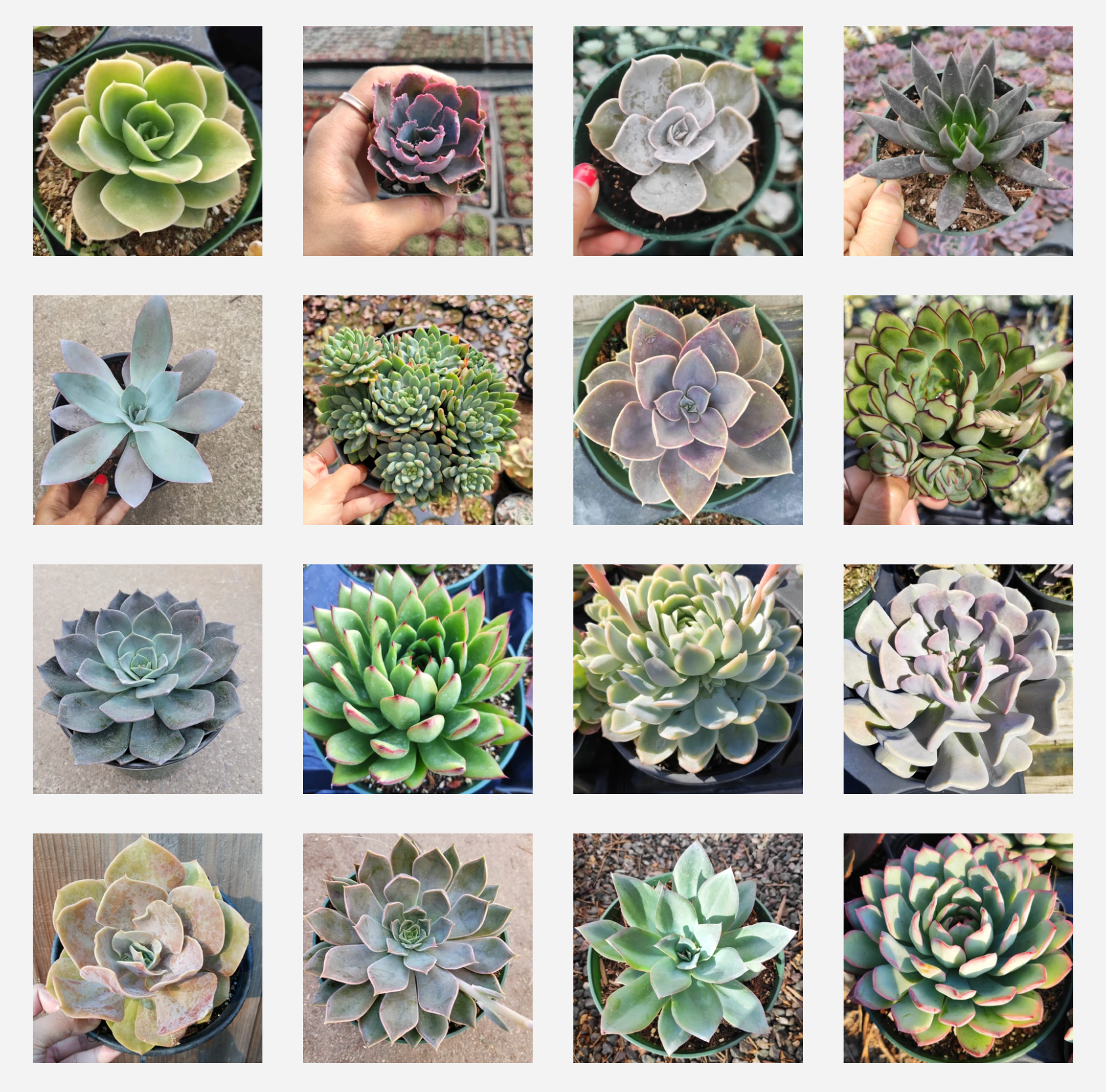 Echeveria Variety Pack