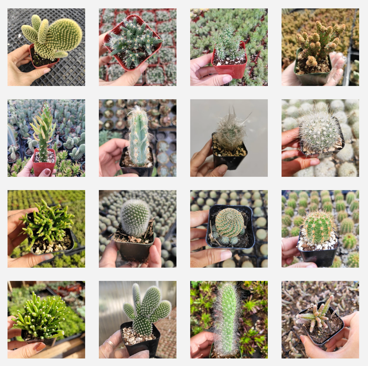 Cactus Variety Pack