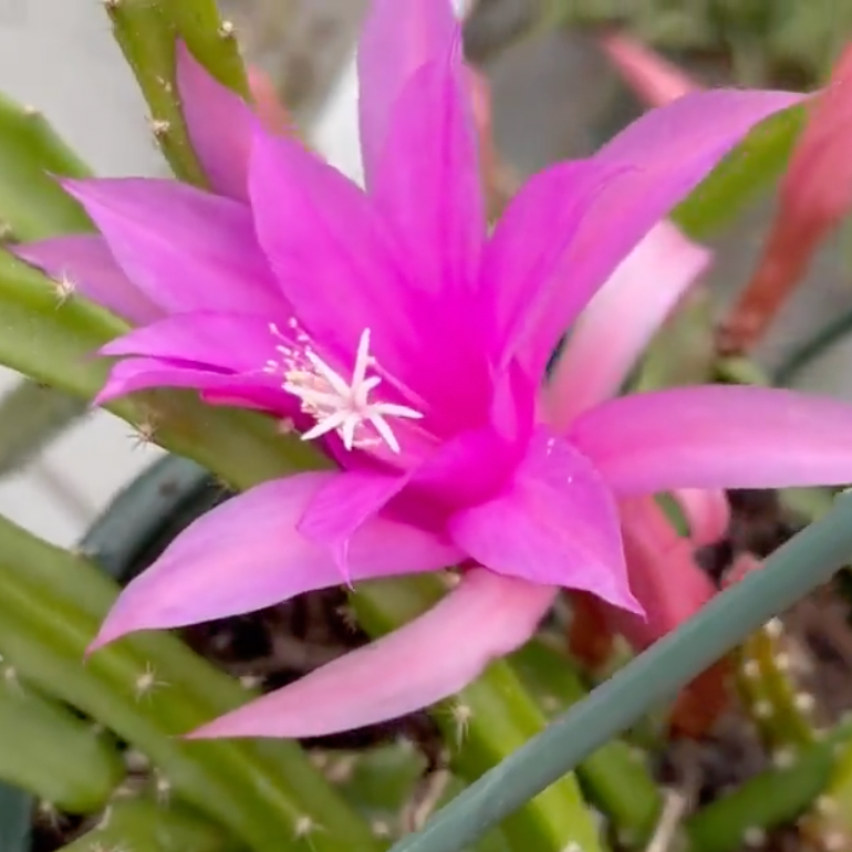 Aporophyllum 'Edna Bellamy' Hybrid Cactus