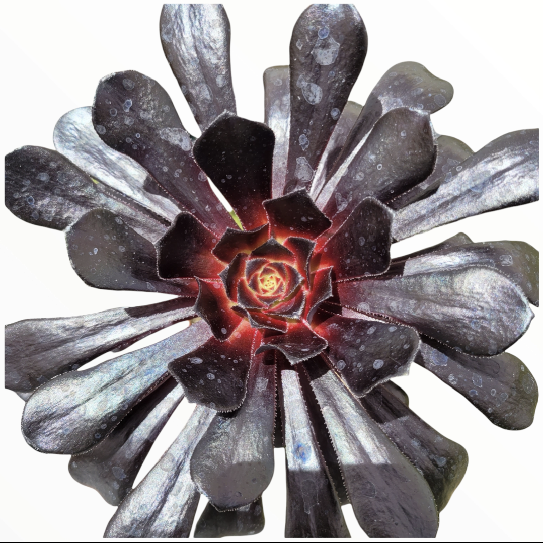 buy black succulent Aeonium arboreum 'Black Rose'