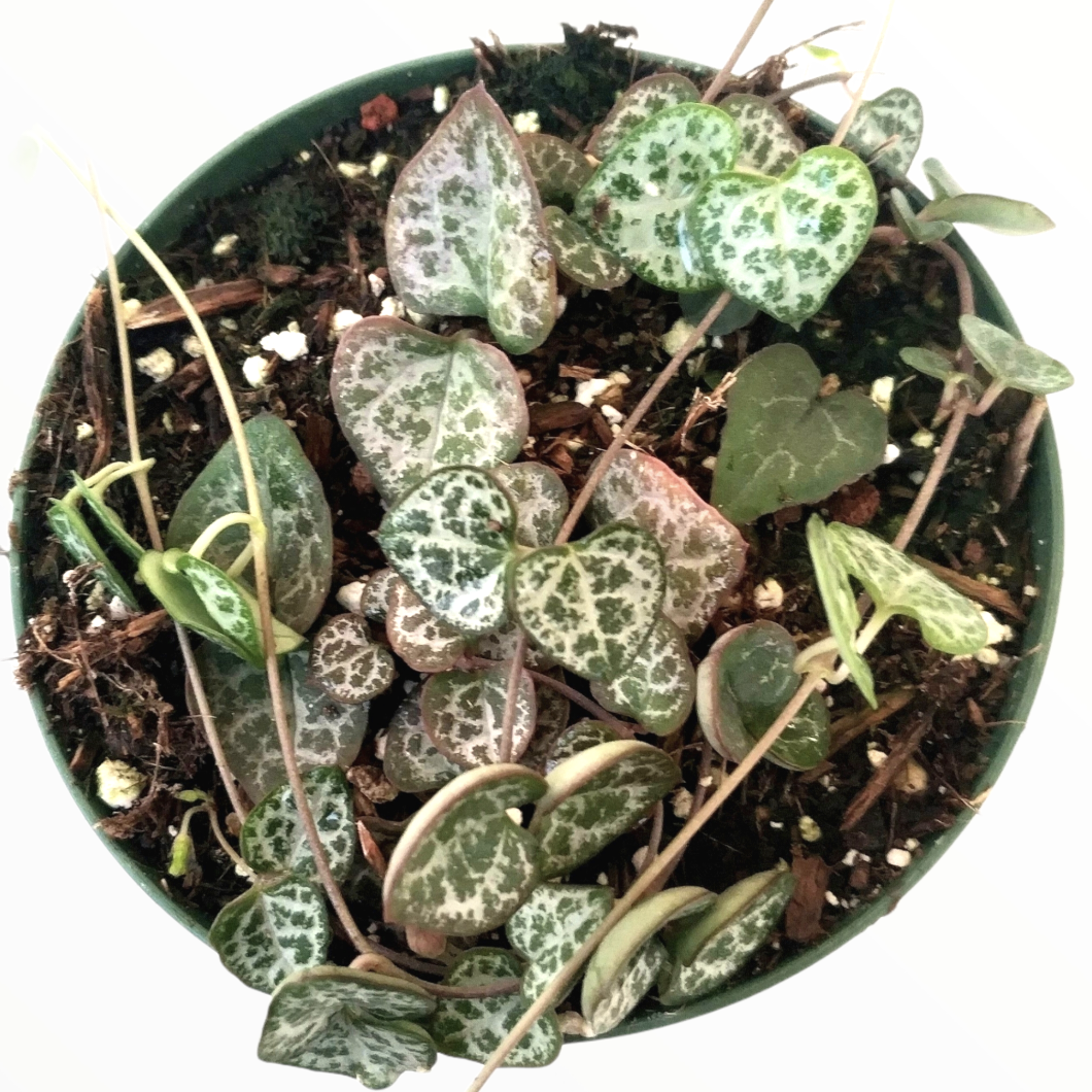 Ceropegia woodii String of Hearts - Succulents Depot