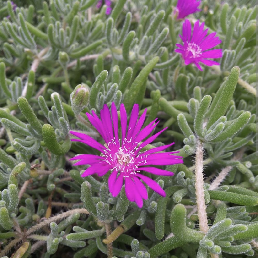 Drosanthemum floribundum with magenta blooms and green leaves.