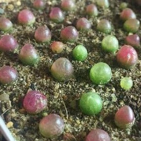 succulent that looks like an onion Conophytum burgeri 'Burger's Onion'