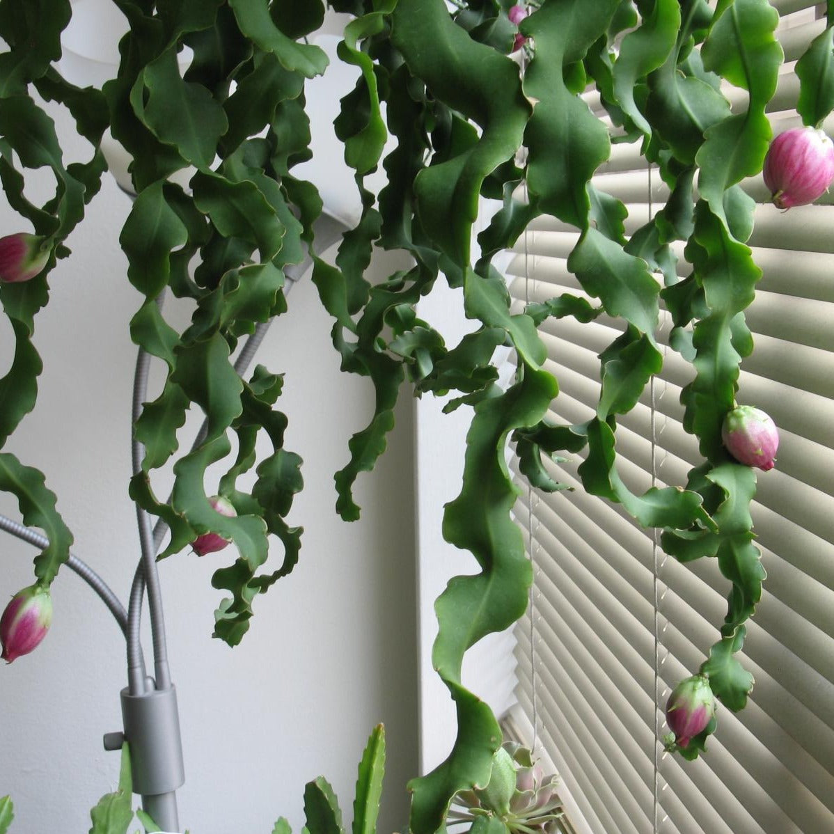 curly leaf succulent Epiphyllum Curly Locks Orchid Cactus 4 Inch / Double