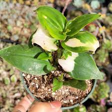 Blushing Bride Tradescantia Wandering Dude