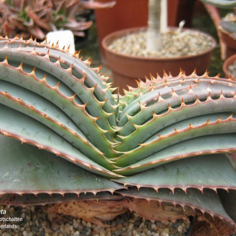 Aloe suprafoliata 'Book Aloe'