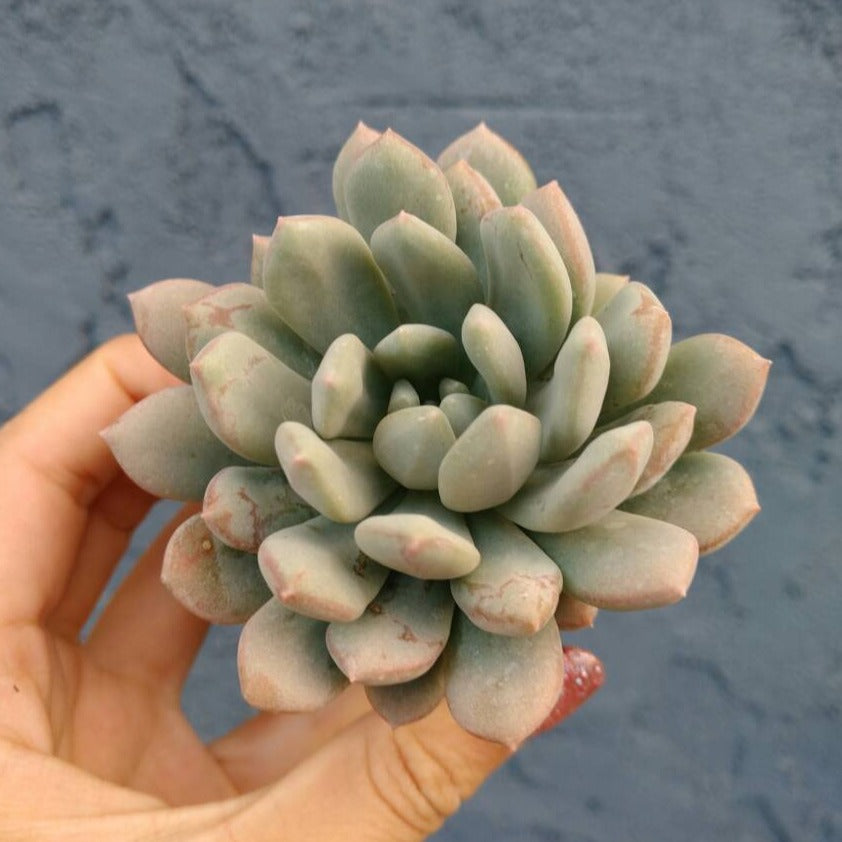 br succulent company Graptoveria Bridgette