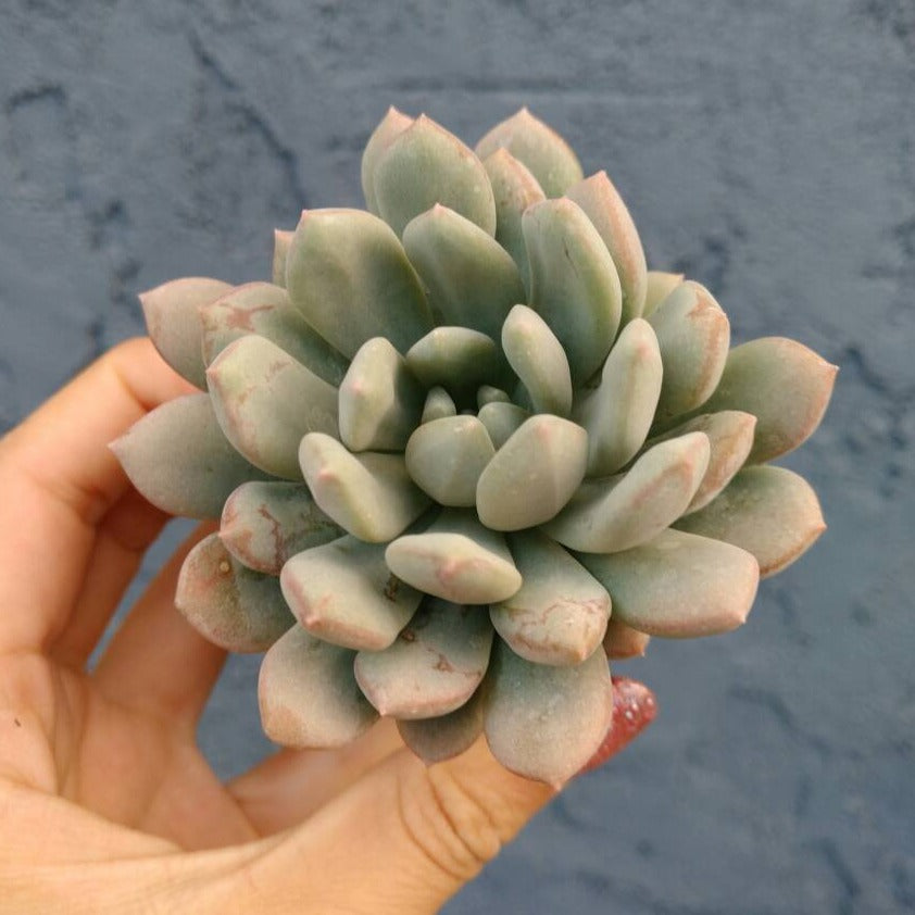 Graptoveria Bridgette succulent held in hand.