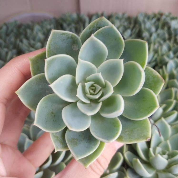 Echeveria 'Pansy' - Succulents Depot
