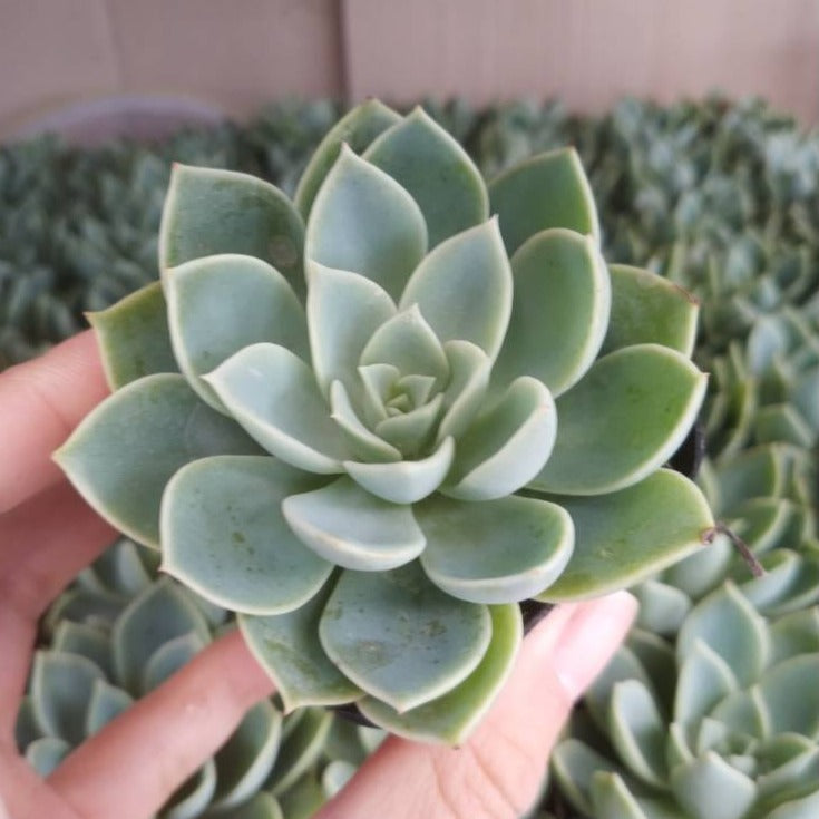 Echeveria 'Pansy' - Succulents Depot