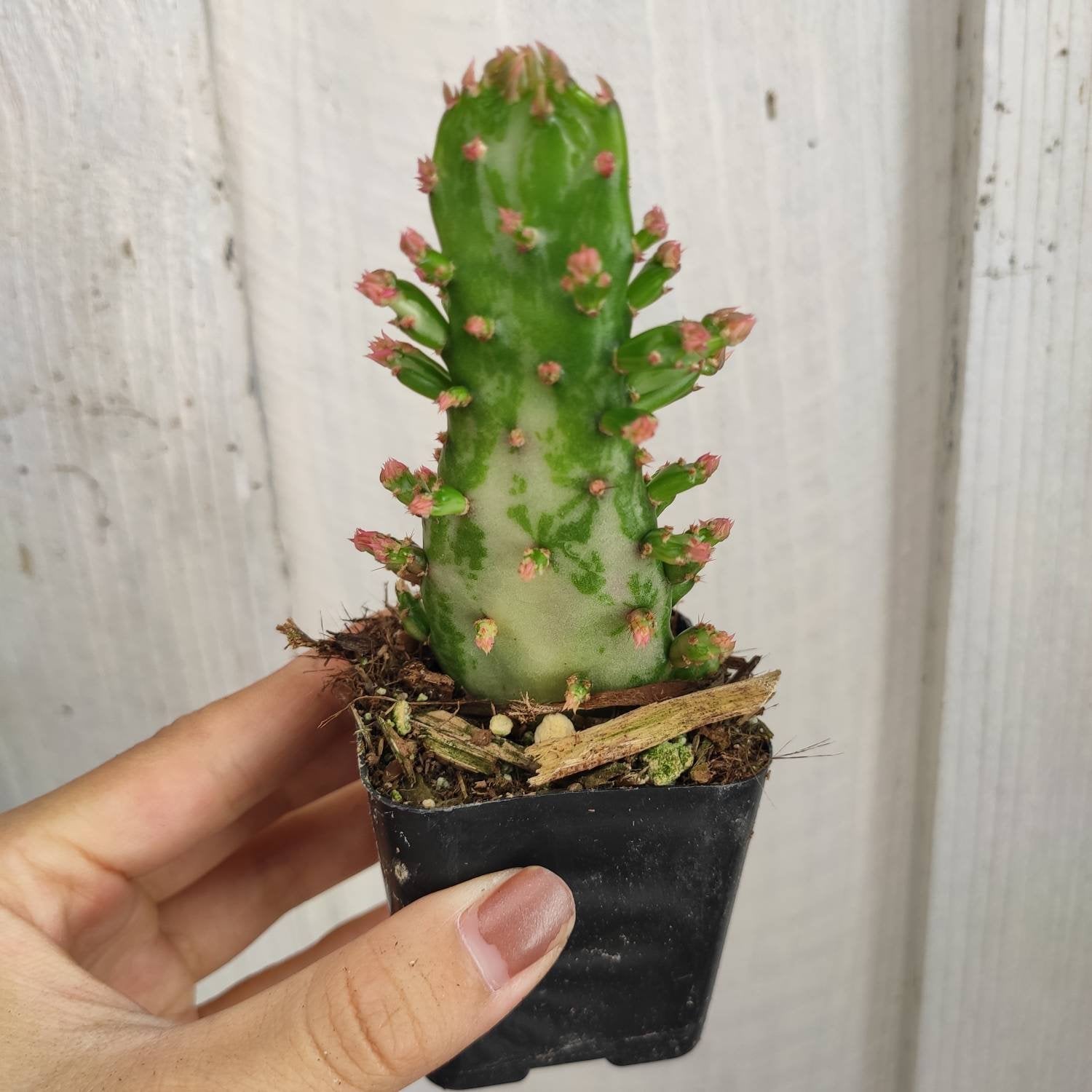 Opuntia monacantha variegata - Variegated Joseph's Coat - Succulents Depot