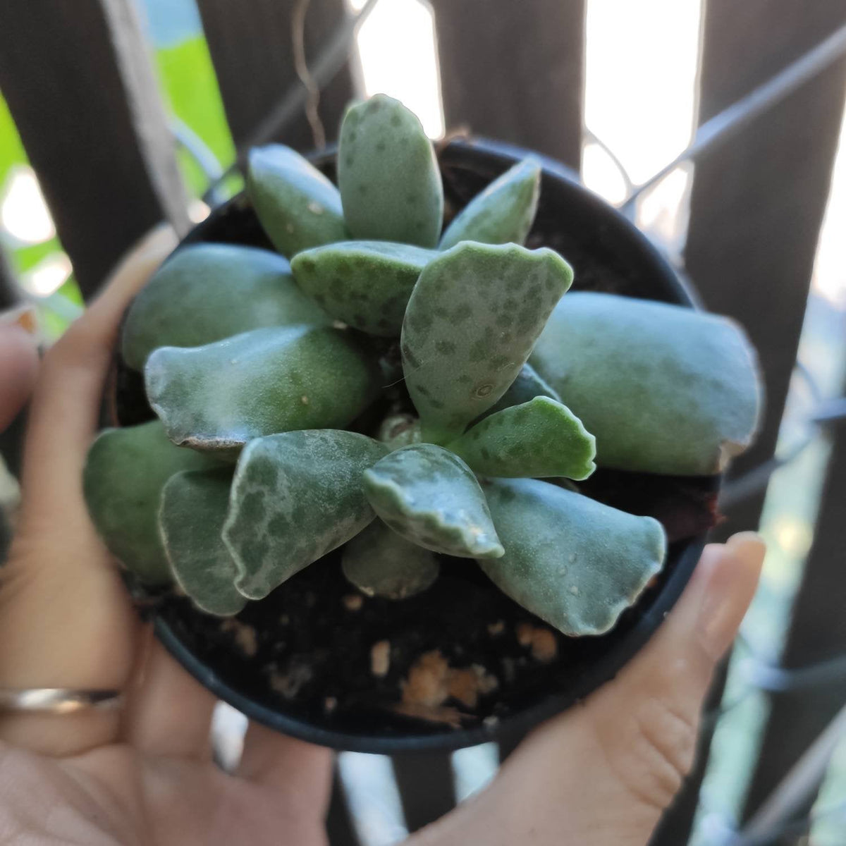 Adromischus cooperi in hands, gray-green spotted leaves.